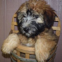 Soft Coated Wheaten Terrier Puppies from Kayos Kennel