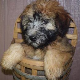 Soft Coated Wheaten Terrier Puppies from Kayos Kennel