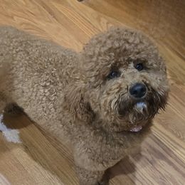 Ginger - Goldendoodle