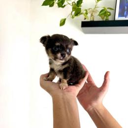 Papa Smurf - Blue male Chihuahua puppy in Naples, Florida from Naples Tiny Dogs