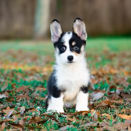 Korra - Black and tan female American Corgi puppy in Fort Myers, Florida from Billy's American Corgi
