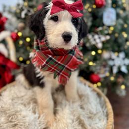 Assorted Doodle Crosses, Aussiedoodle, Australian Mountain Doodle, and Miniature Australian Shepherd Puppies from Aspen Mountain Doodles LLC
