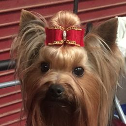 Archer - Yorkshire Terrier