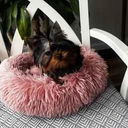 Polly - Blue and gold female Yorkshire Terrier puppy in De Motte, Indiana from Narnian Yorkies