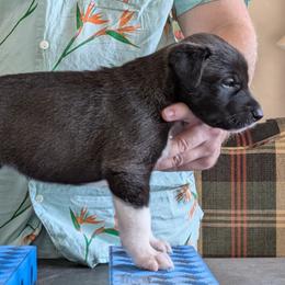 Hibiscus - Dark brown female Xoloitzcuintli puppy in Felts Mills, New York from Solstice Xolos