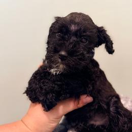 Blue - Black male Miniature Schnauzer puppy in Sparta, North Carolina from New River Miniature Schnauzers