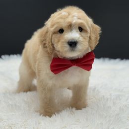 Red Collar Boy - Apricot male Goldendoodle puppy in Bigfork, Minnesota from Timber Rock Doodles