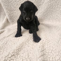 Poodle Puppies from Karla Skow