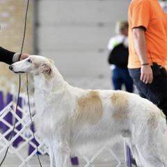 Borzois from Justart Borzoi
