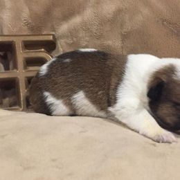 Pembroke Welsh Corgi Puppies from KBI FARM