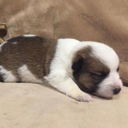 Pembroke Welsh Corgi Puppies from KBI FARM
