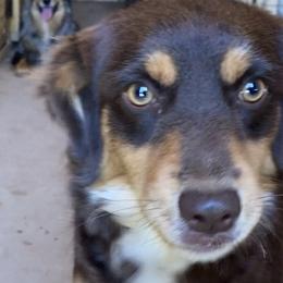 Cherokee - Miniature Australian Shepherd