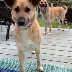 Chinook Puppies from Granite Hill Chinooks