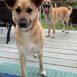 Chinook Puppies from Granite Hill Chinooks