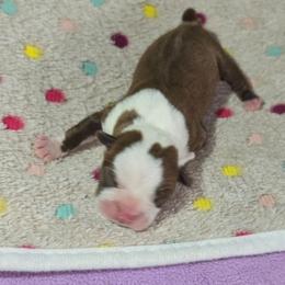John Cena - Red male Boston Terrier puppy in Millers Creek, North Carolina from Tumbling Shoals Hilltop Bostons