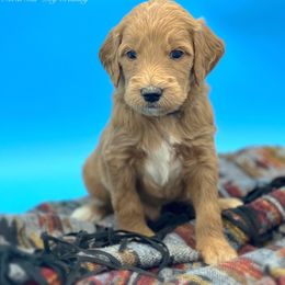 Ricky - Goldendoodle puppy in Lancaster, Minnesota from North Star Dog Training