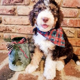 Bernedoodle Puppies from Speedwell Forge Doodles
