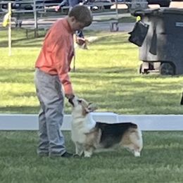 Gem - Pembroke Welsh Corgi