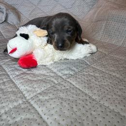 Petunia girl - Blue and tan female Dachshund puppy in Whitehouse, Texas from Bonded Oaks Doxies
