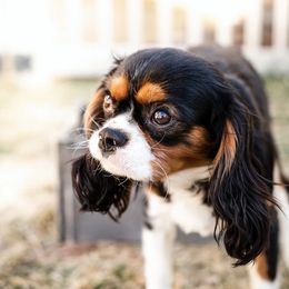 Kingston (King Kiwi) - Cavalier King Charles Spaniel