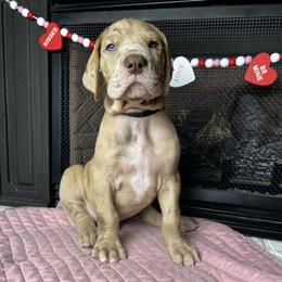 Glacier - Merle male Great Dane puppy in Ardmore, Alabama from Delta Danes