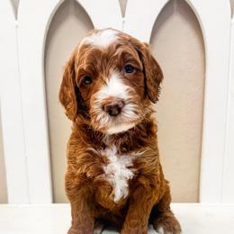 Sleepy - Red  male Goldendoodle puppy in Peoria, Arizona from Cactus Doods