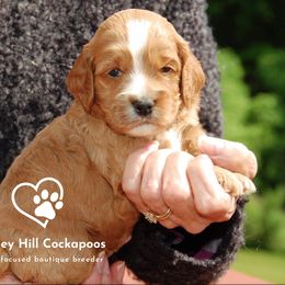 Cockapoo Puppies from Chesley Hill Cockapoos