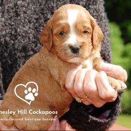 Cockapoo Puppies from Chesley Hill Cockapoos