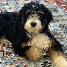 Charley - Bernedoodle