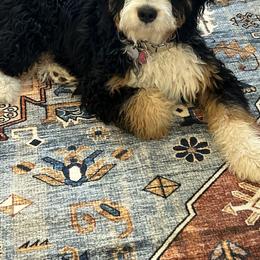 Charley - Bernedoodle