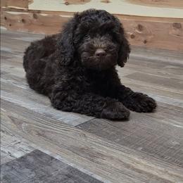 Drake - Brown female Cockapoo puppy in Missouri from KDK Missouri Miniature Poodles