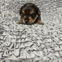 Cruz - Black and gold male Yorkshire Terrier puppy in Festus, Missouri from Impeccable Pups