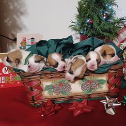 Pembroke Welsh Corgi puppies from Rachael Singletary