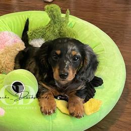 Dachshund Puppies from Camacho_Dachshunds