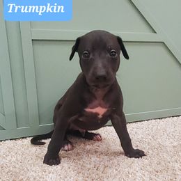 Whippet Puppies from Whippety Split