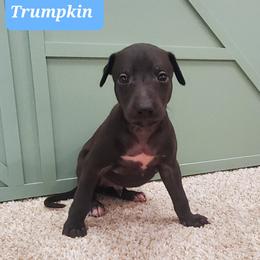 Whippet Puppies from Whippety Split