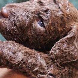 Violet - Chocolate female Goldendoodle puppy in Kansas City, Missouri from Poppy's Doodles