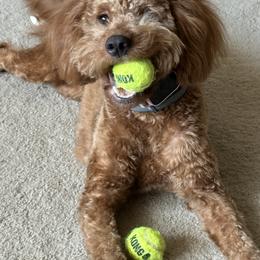 Bernedoodle and Goldendoodle All Grown Up from Whispering Pines Doodles