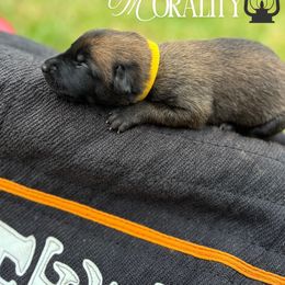 Morality- yellow - Fawn sable female Belgian Malinois puppy in North Carolina from Furia Ignis Belgian Malinois