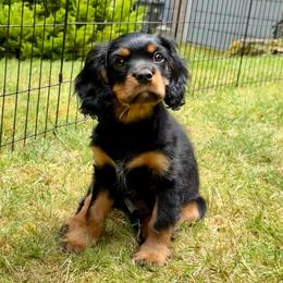 Black and Tan 1 - Black and tan male Cavalier King Charles Spaniel puppy in Snohomish, Washington from The Cavi Pack