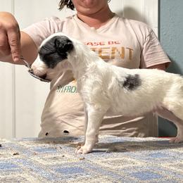 Boy 1 - Silver male Borzoi puppy in Marysville, California from Justart Borzoi