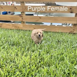 Goldendoodle Puppies from The Miller's Goldendoodles