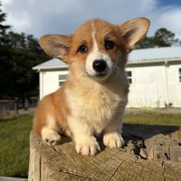 Lina (financing available) - Red and white female American Corgi puppy in Inverness, Florida from Canaan Farm Corgis