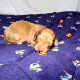 Tucker - Cream male Dachshund puppy in Onalaska, Texas from Smokey Pines Dachshunds