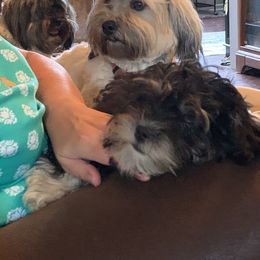 Havanese Puppies from Homefull of Havanese