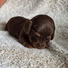 The Hatter- Alice in Wonderland Theme Litter. - Chocolate and tan female Dachshund puppy in Woodland, Washington from SJs Dachshunds