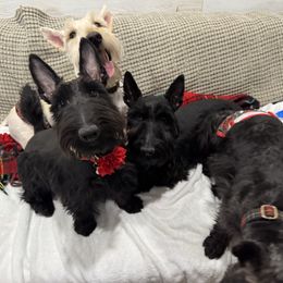 Minnow - Scottish Terrier