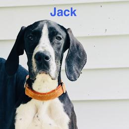Jack - Black male Great Dane puppy in Gonzales, Louisiana from Anstatt House Of Danes