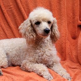 Cherry - Poodle