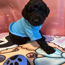 Bri Brian Petersen - Silver male Poodle puppy in Mobile, Alabama from Semmy’s Standard Poodle LLC